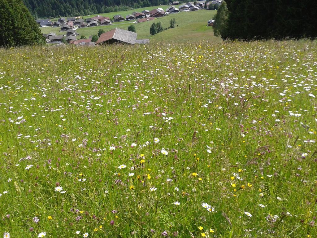 Studio Schwarzenauer Alpbach Exterior foto